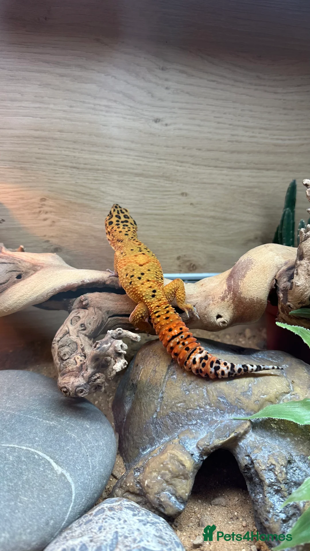 Leopard Gecko reptiles for sale: Young male Leopard Gecko - Advert 3
