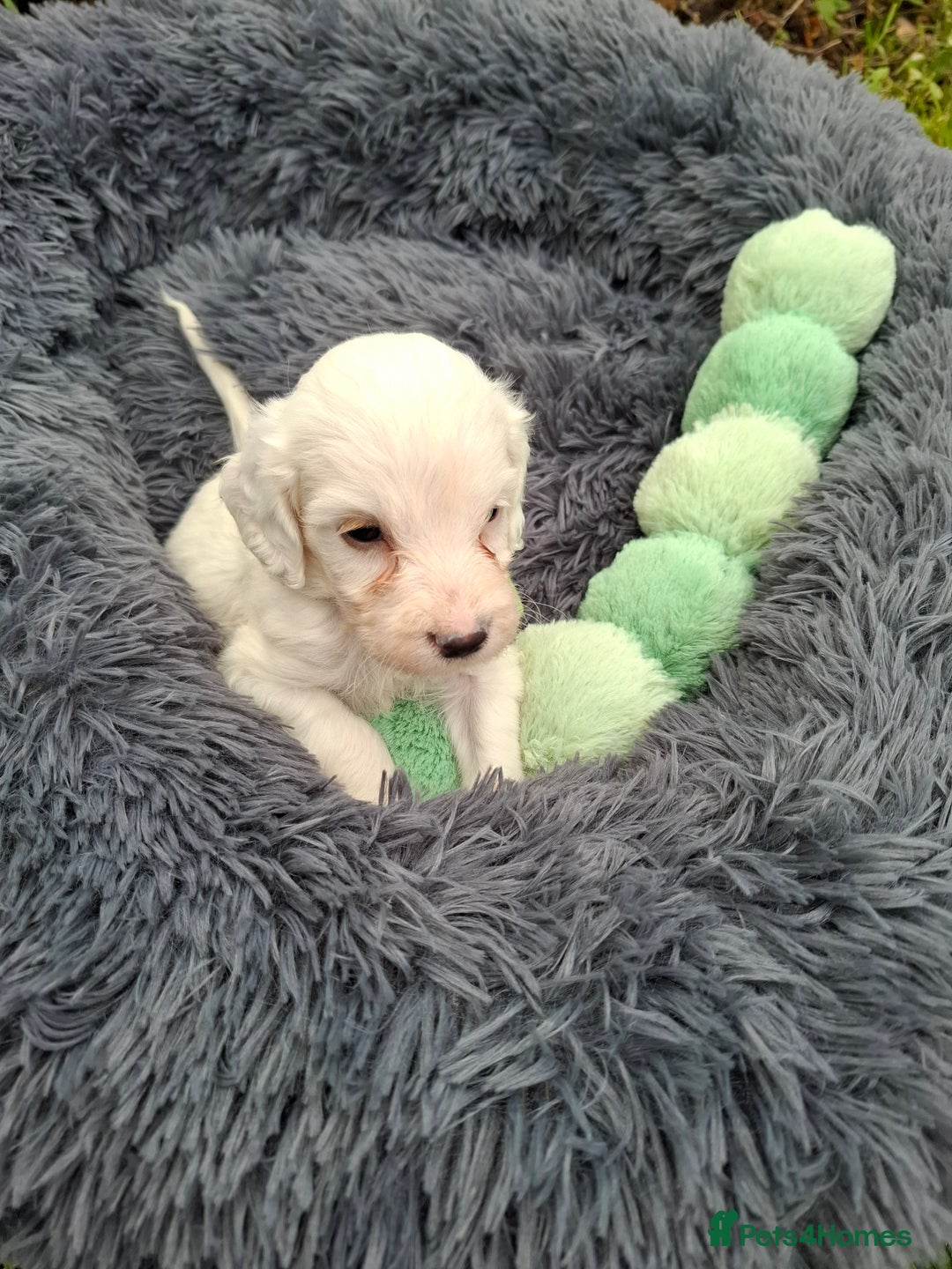 Cockapoo dogs for sale: Beautiful Cockapoo Puppies For Sale  - Image 8