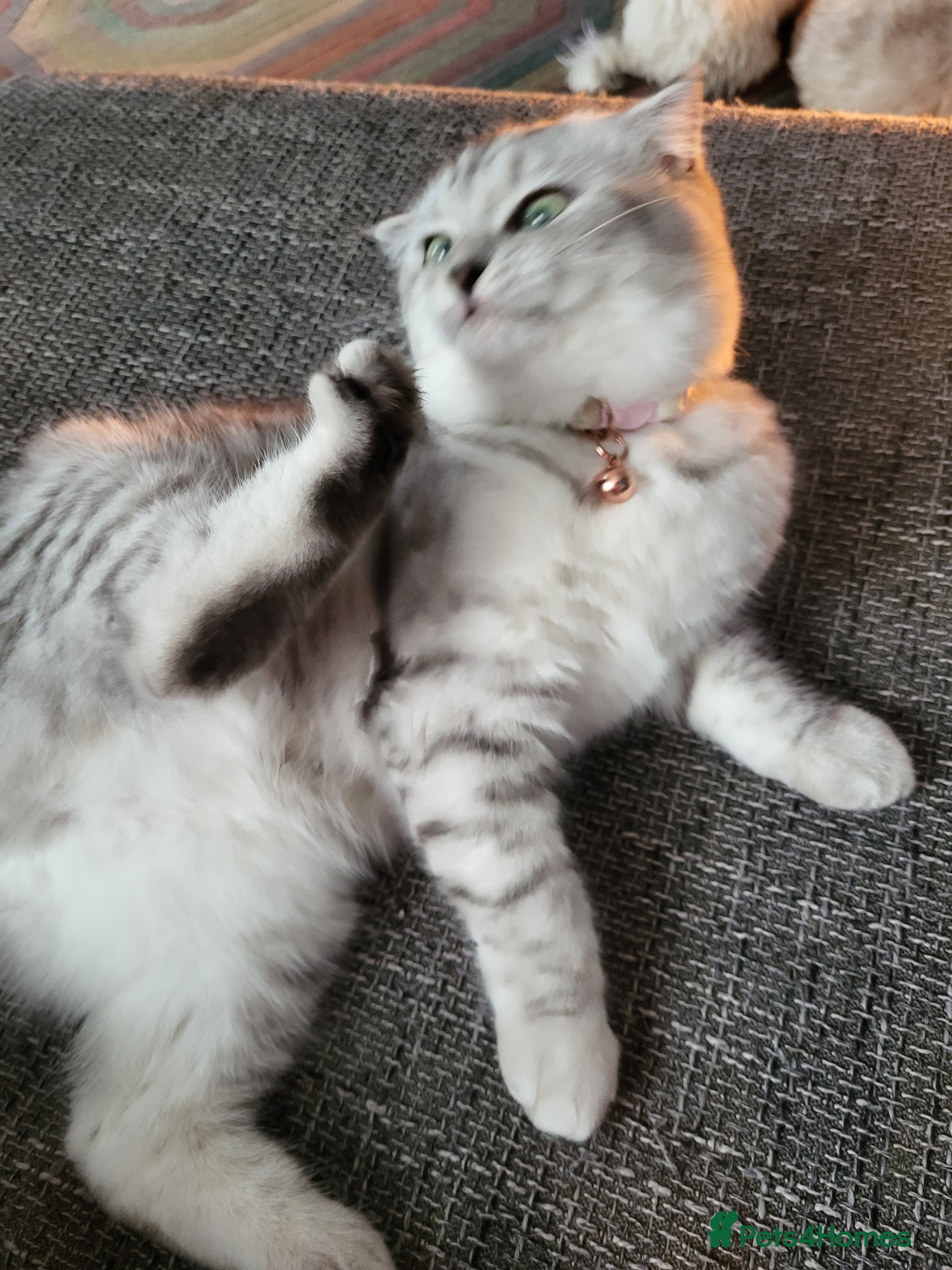 Scottish Fold cats Scottish  byfold  female  - Advert 8