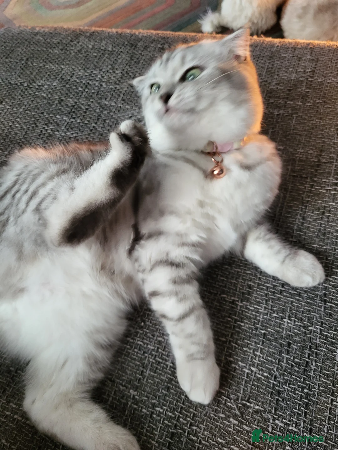 Scottish Fold cats for sale: Scottish  byfold  female  - Advert 1