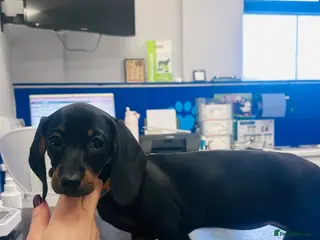 Miniature Dachshund dogs Miniature dachshund girl - Advert 10