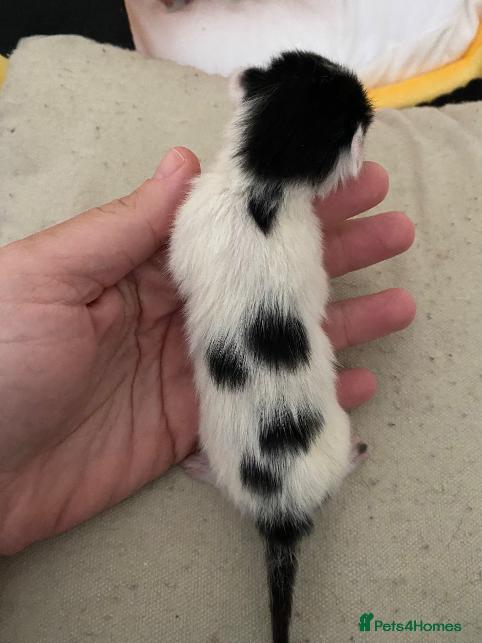 Mixed Breed cats for sale: 6 beautiful kittens - Advert 10