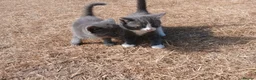 Mixed Breed cats for sale: 6 adorable tortoise shell kittens - Advert 5