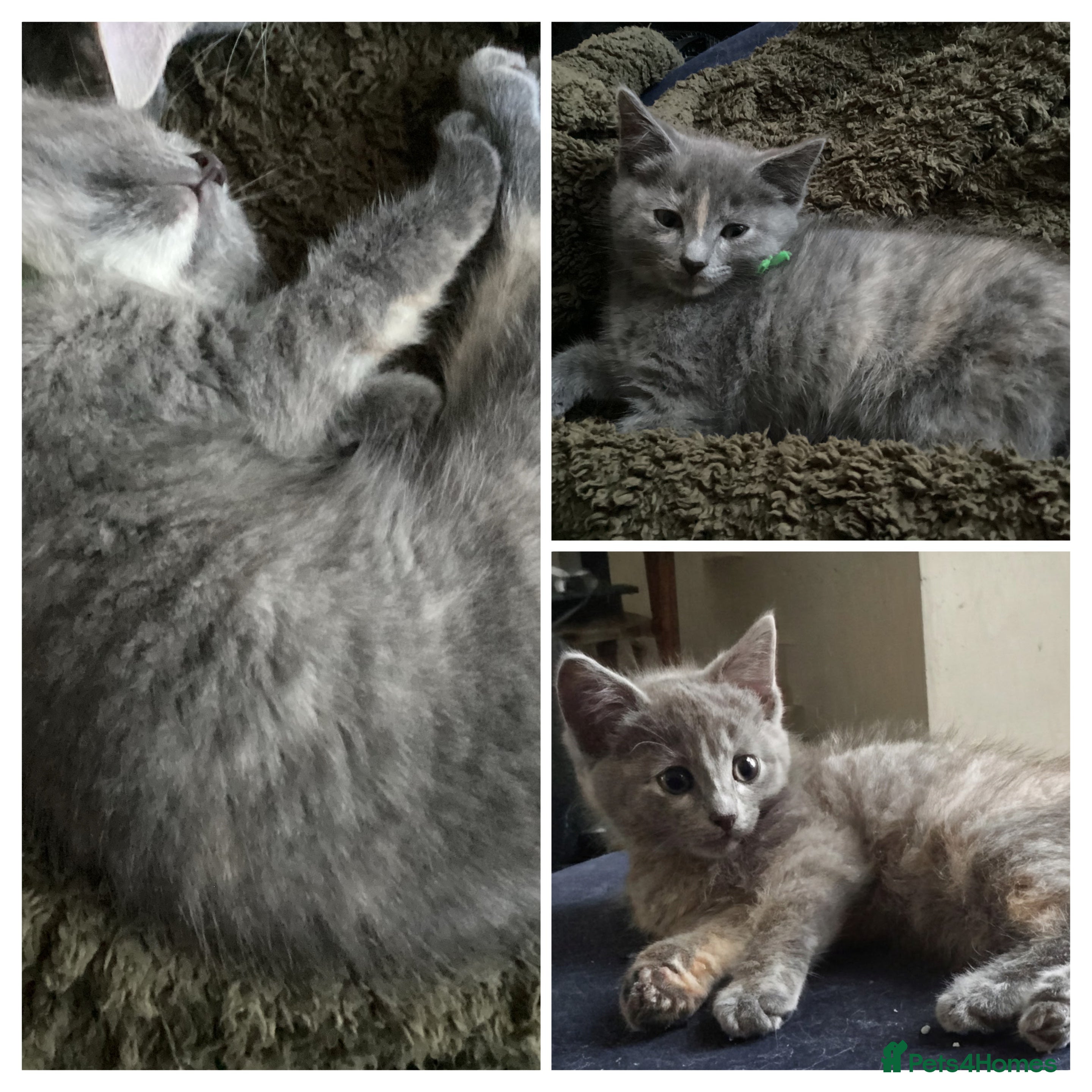 Mixed Breed cats Ragdoll x British shorthair  - Advert 2