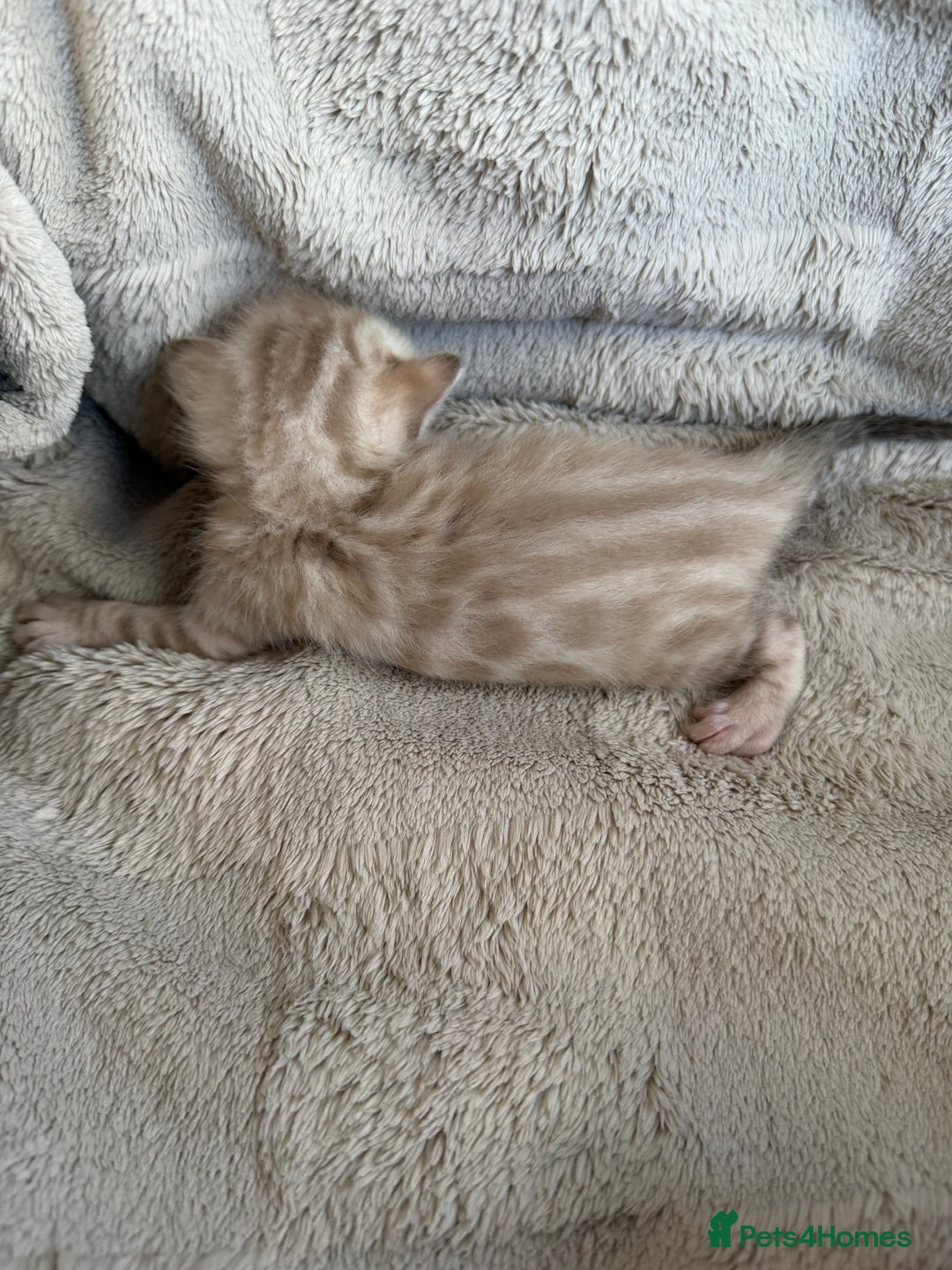 Bengal cats for sale: Milo & Mayas Pure Bengal Babies  - Advert 5