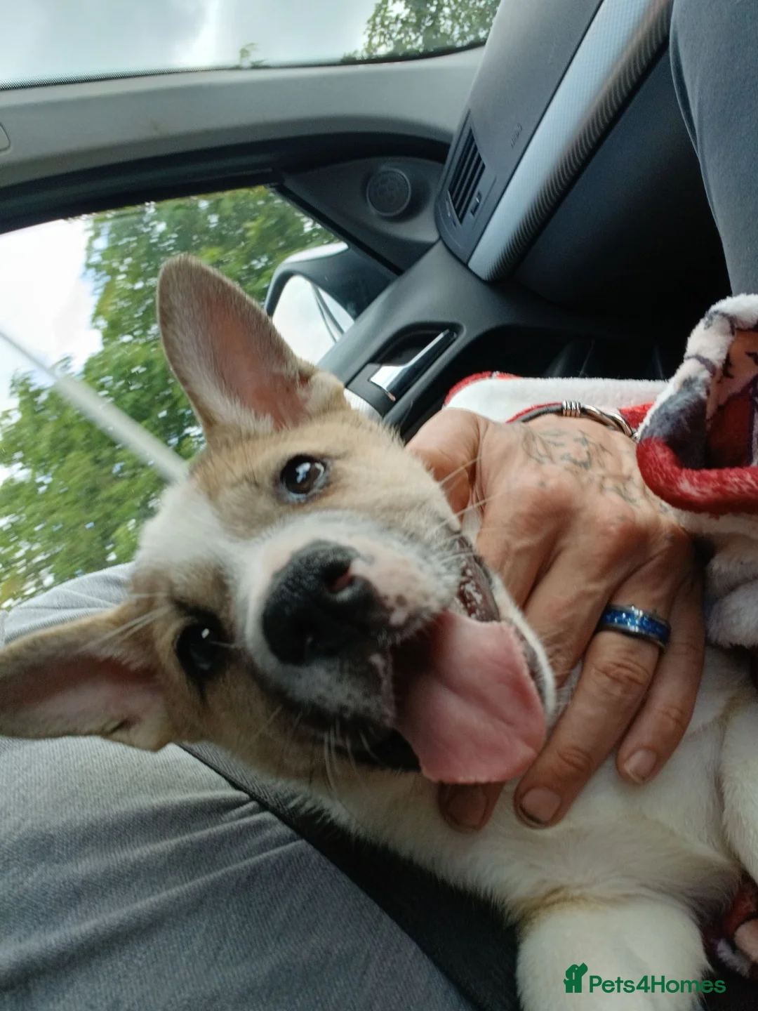 Akita dogs for sale: 15 week old male akita for sale  - Advert 9