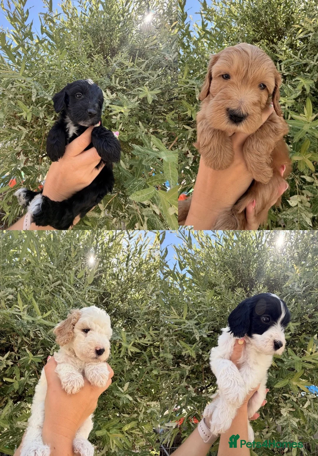 Australian Labradoodle dogs for sale: 8 Gorgeous Australian labradoodle puppies - Advert 1