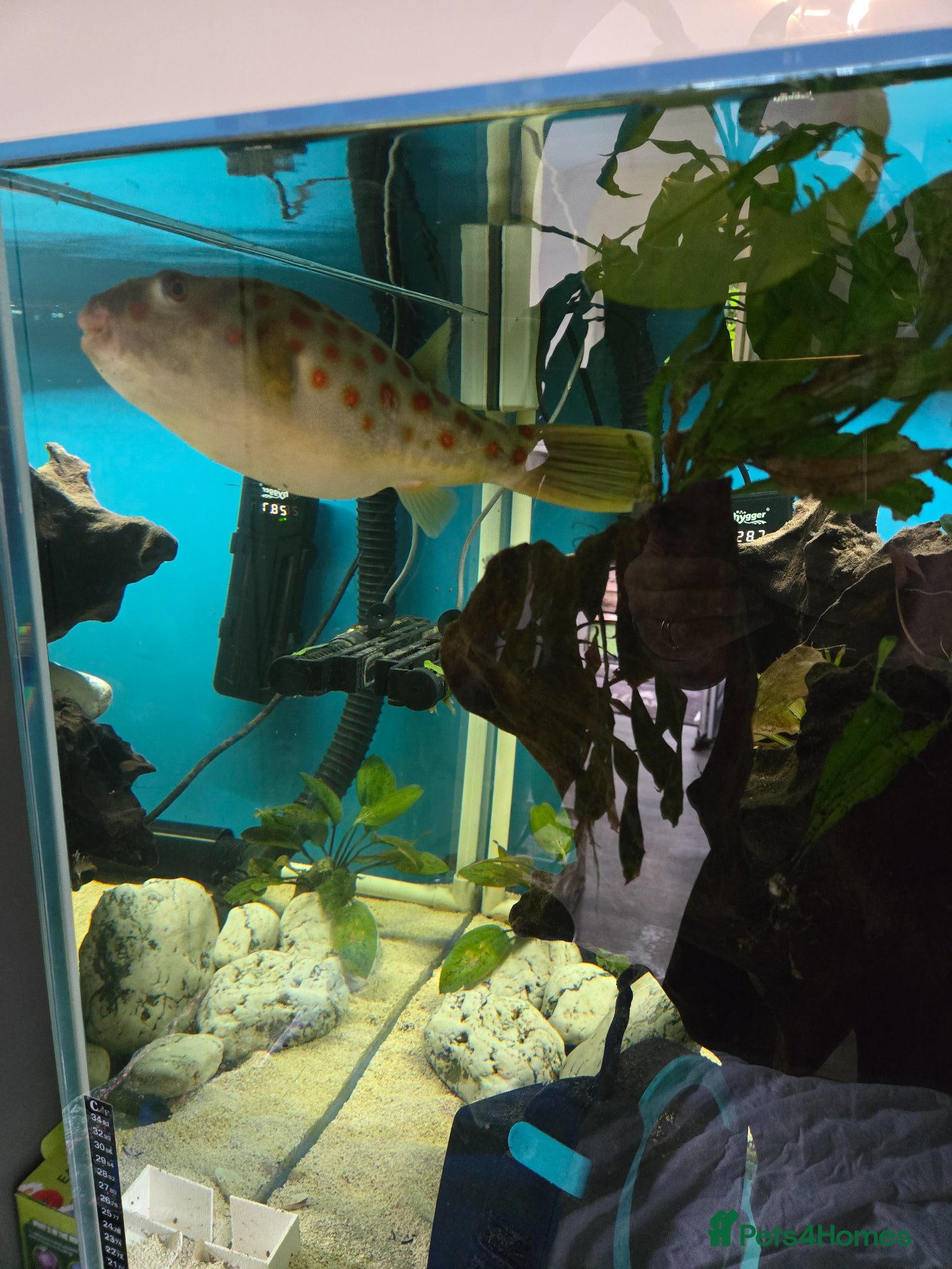 Pufferfish fish for sale: CROSS RIVER PUFFERFISH  - Advert 6