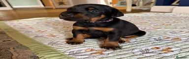 Josie