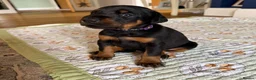 Dobermann dogs for sale: Beautiful Pure Dobermans Litter – 4 Boys & 2 Girls - Advert 8