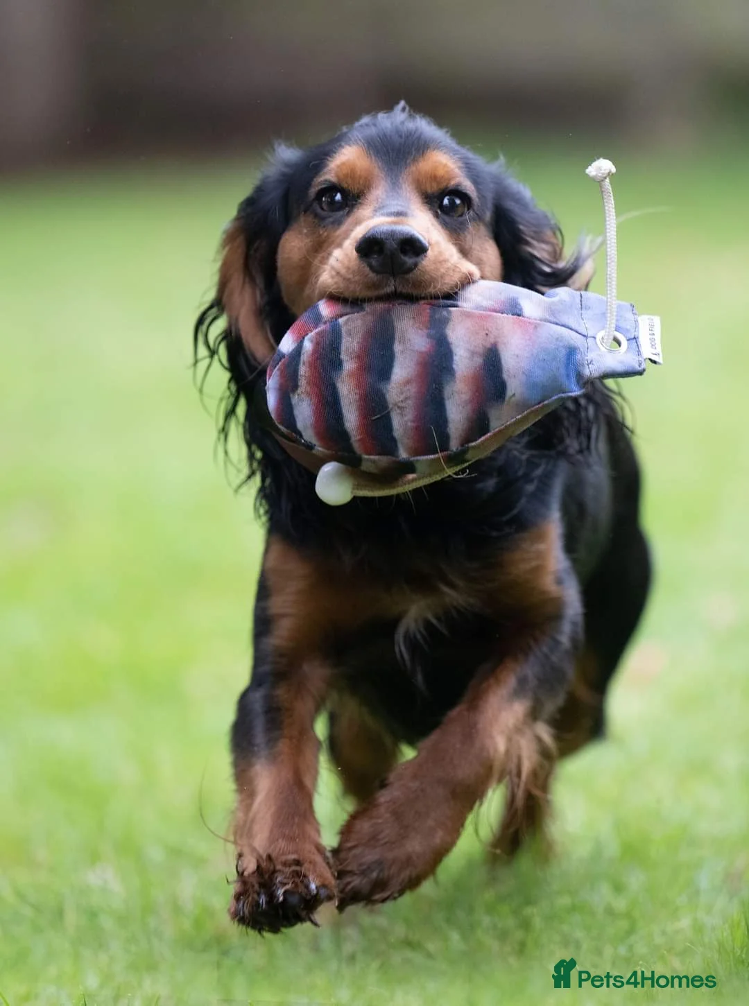 Cocker Spaniel dogs for stud: FTAW KC reg, health tested working Cocker at stud  in Ipswich - Advert 3