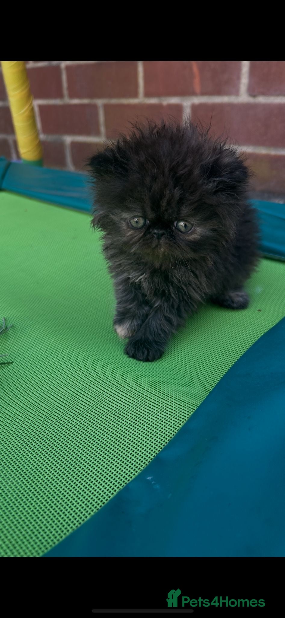 Persian cats Persian kittens looking for their forever home  - Advert 2