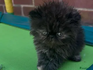 Persian cats Persian kittens looking for their forever home - Advert 2