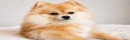 Pomeranian dogs for sale: Beautiful Pomeranian Puppies - Advert 13