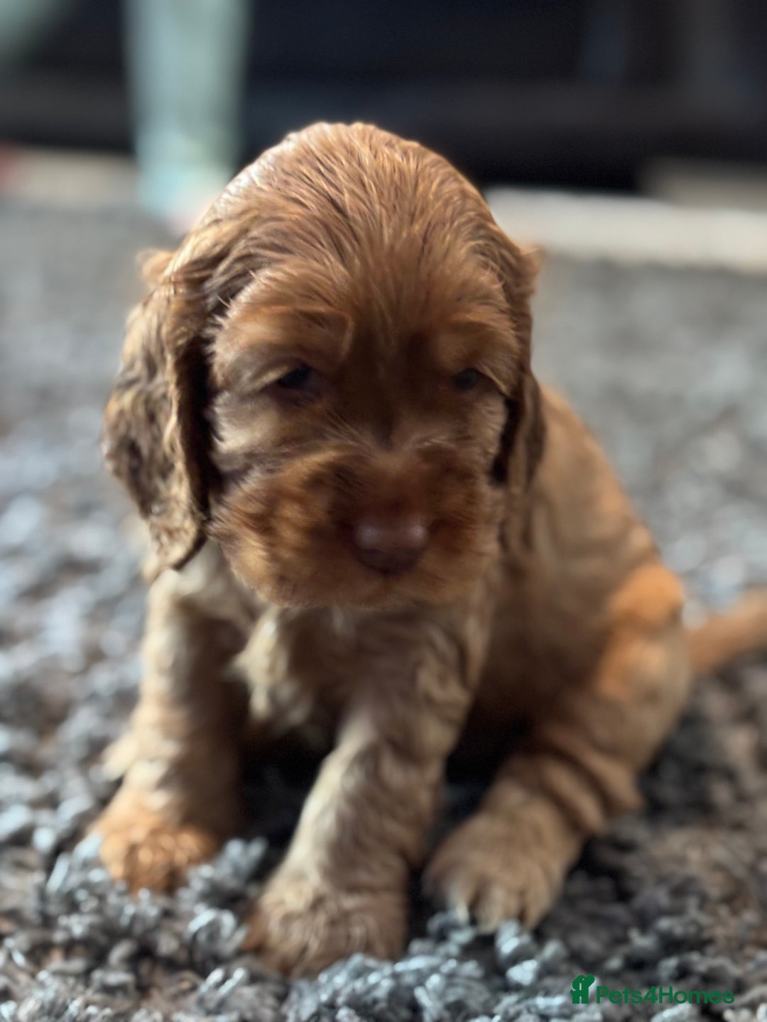 Cocker Spaniel dogs for sale: ✨ Show Cocker Spaniel pups ✨ - Image 27
