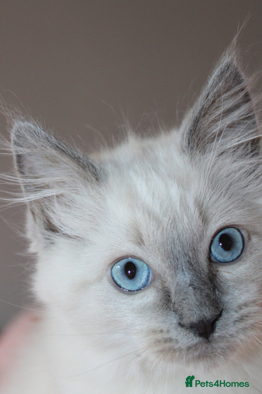 Ragdoll cats for sale: GCCF registered Ragdolls  - Advert 1