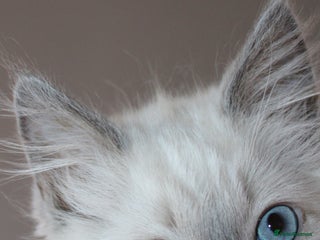 Ragdoll cats GCCF registered Ragdolls - Advert 2