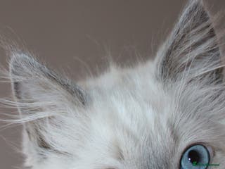 Ragdoll cats GCCF registered Ragdolls - Advert 13