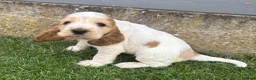 Cocker Spaniel dogs for sale: Kc reg Cocker Spaniel puppies - Advert 2