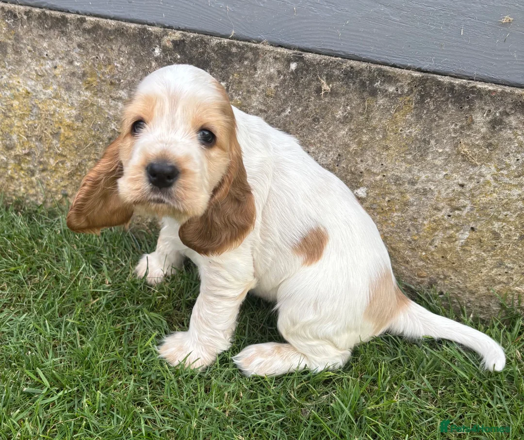 Cocker Spaniel dogs for sale: Kc reg Cocker Spaniel puppies - Advert 2