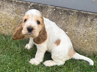 Cocker Spaniel dogs Kc reg Cocker Spaniel puppies - Advert 2