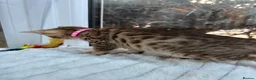Bengal cats for sale: 💕 GORGEOUS PURE BENGAL KITTENS READY FOR HOMES!  - Advert 18