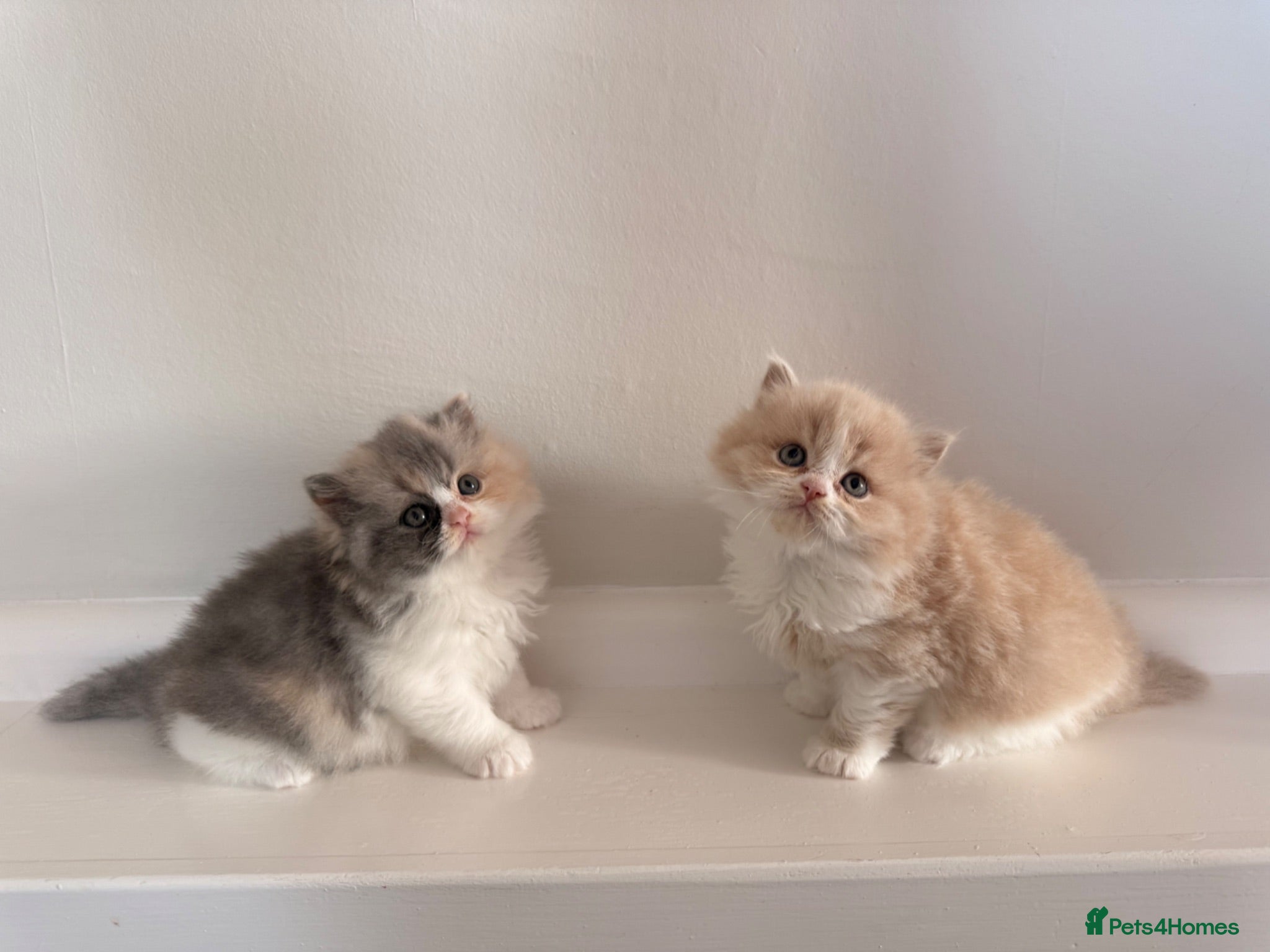 British Longhair cats Pedigree British Longhair Kittens GCCF Registered - Advert 1
