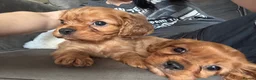 Cavalier King Charles Spaniel dogs for sale: Ruby cavalier King Charles puppies - Advert 4