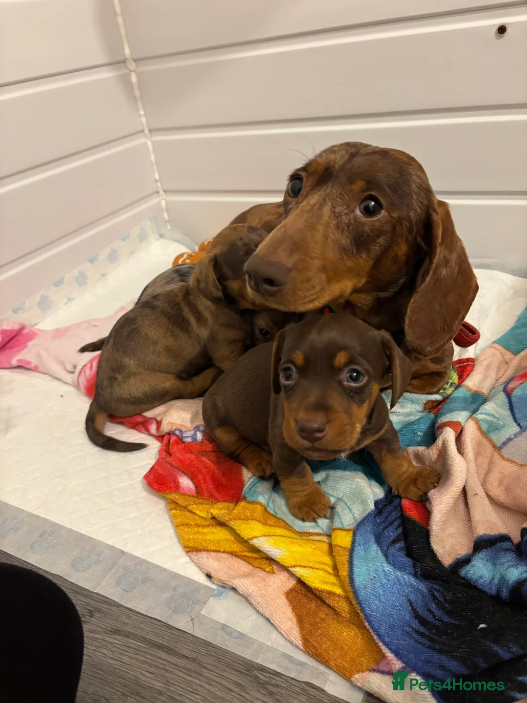 Jackshund dogs for sale: Last boy miniature dachshund x jack Russel puppy in Basingstoke - Advert 2