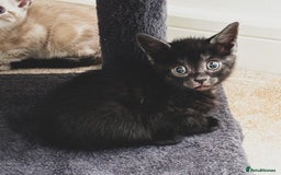 Mixed Breed cats for sale: Beautiful kittens looking for forever homes  - Image 7
