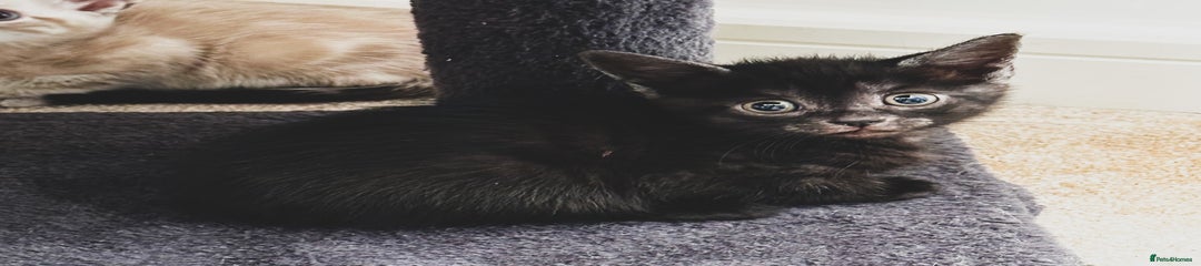 Mixed Breed Kitten 1