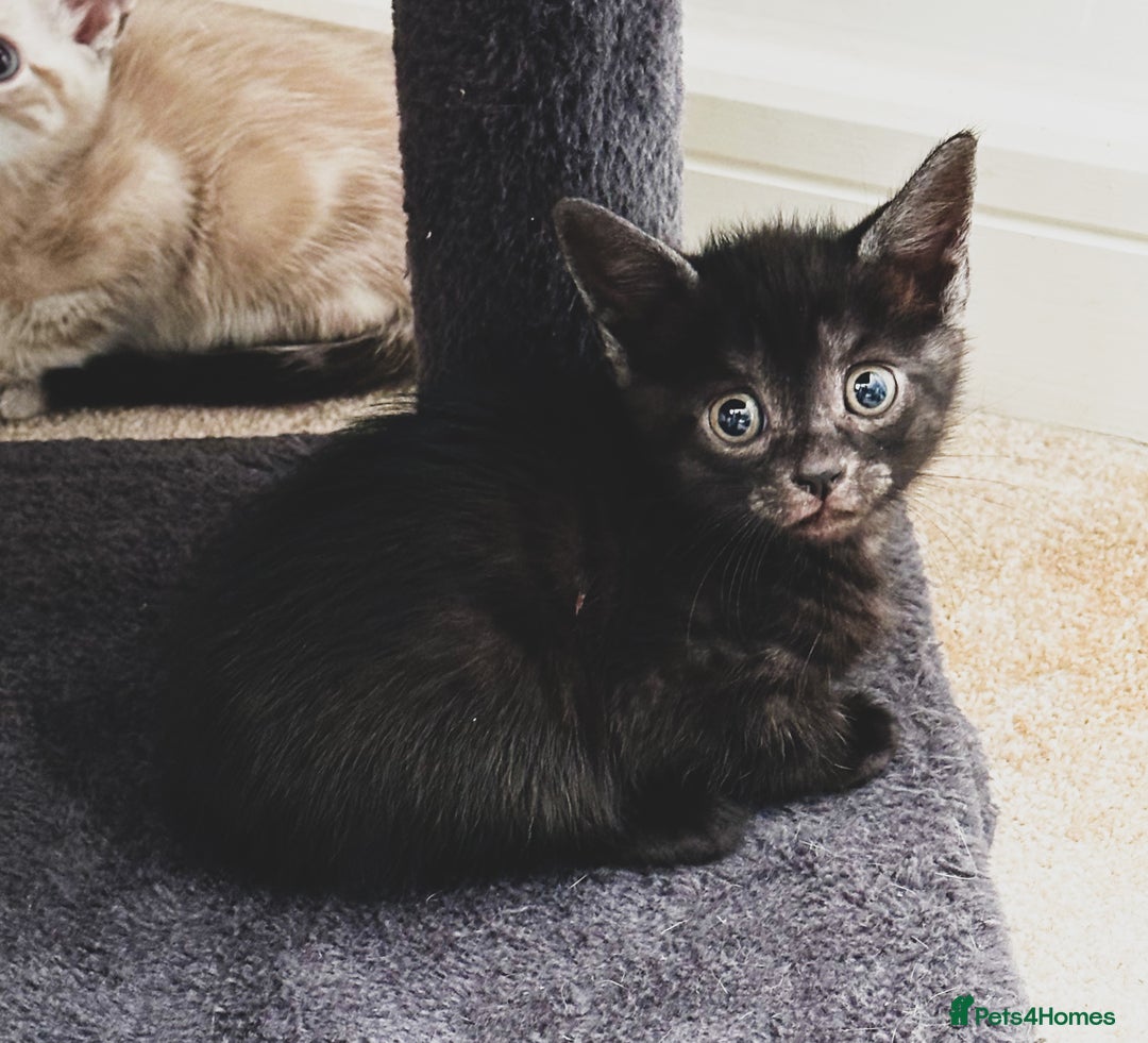Mixed Breed cats for sale: Beautiful kittens looking for forever homes  - Image 7