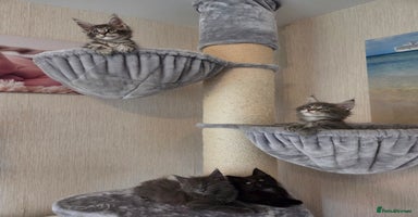 Maine Coon cats - Advert 14