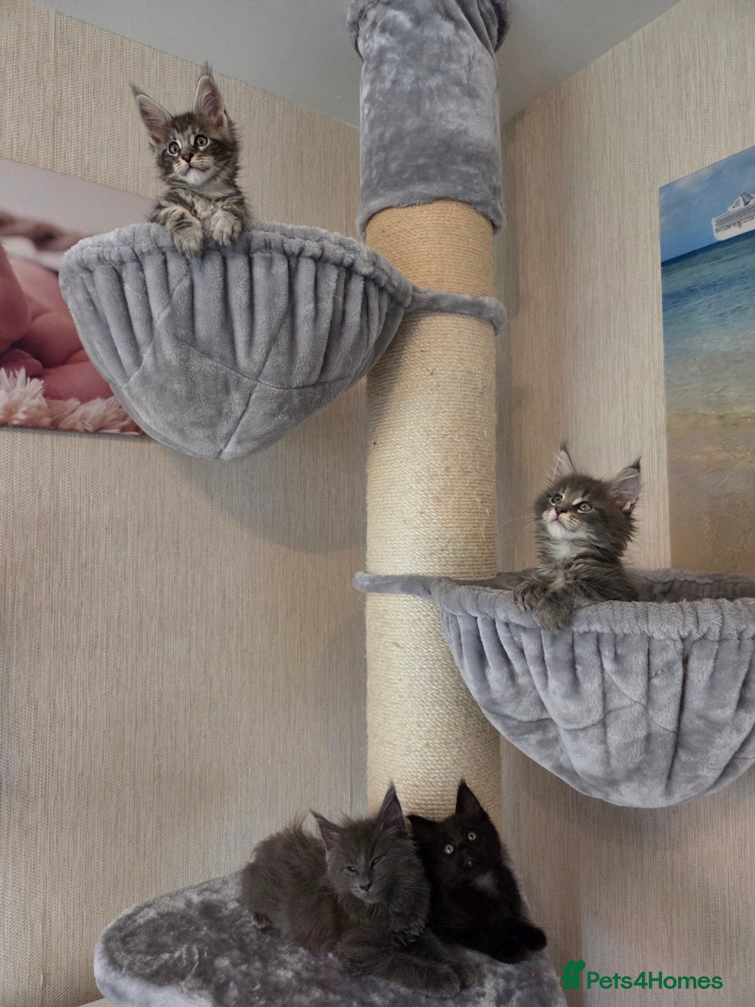 Maine Coon cats for sale: TICA REGISTERED MAINE COON KITTENS - Image 4