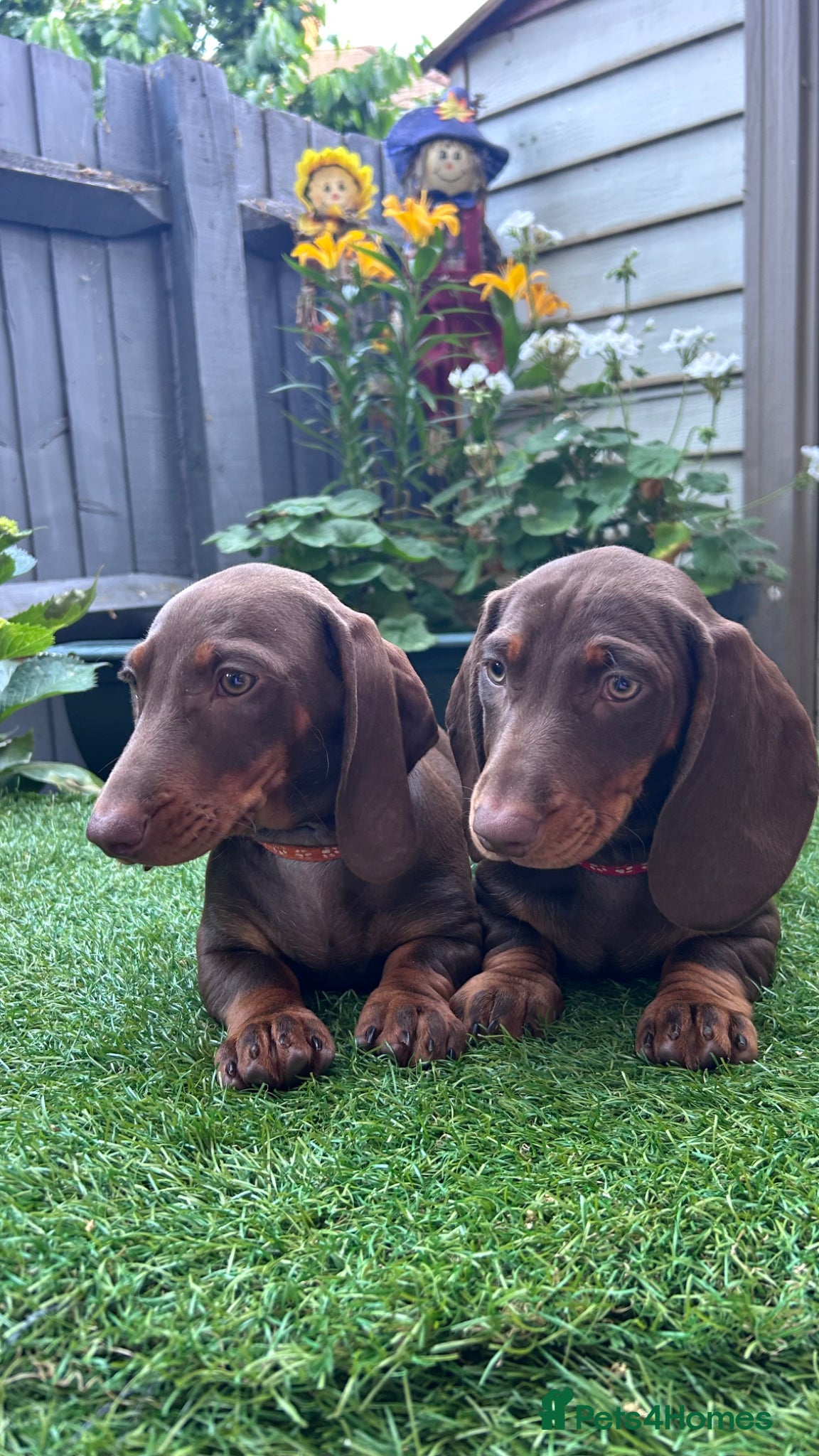 Dachshund dogs for sale: Only ONE Girl left Standard dachshund - Advert 6