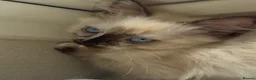 Ragdoll cats for sale: Ragdoll girl  - Advert 8