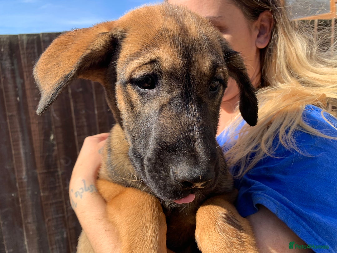 Mixed Breed dogs for sale: Cane corso X Alaskan malamute surprise litter  - Image 23