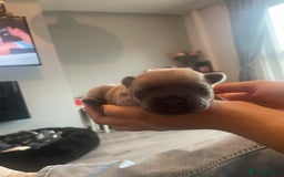 French Bulldog dogs for sale: 9 Day old French Bulldog Puppies - Image 25
