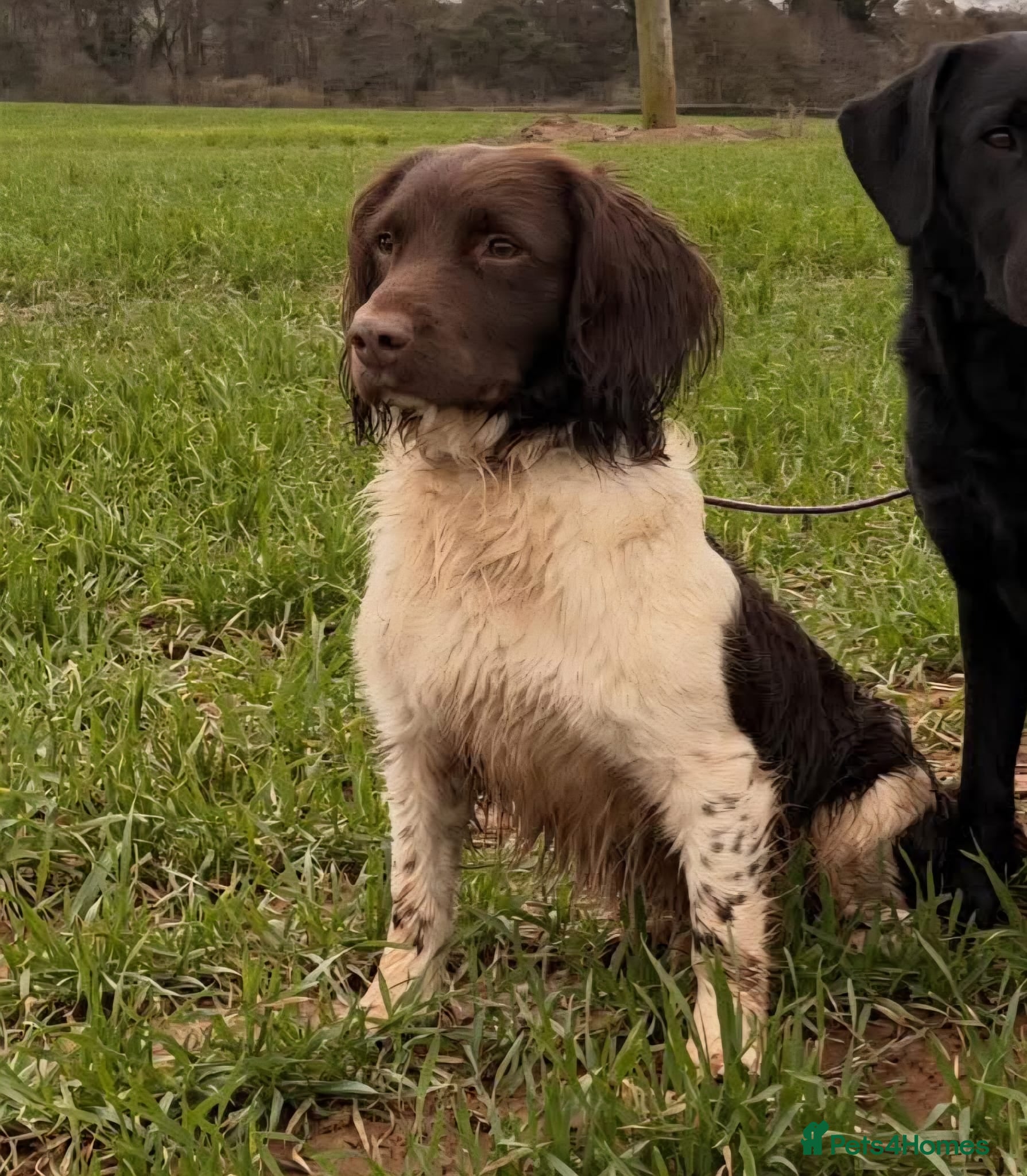 English Springer Spaniel dogs Working English Springer Spaniel Pups - Advert 2