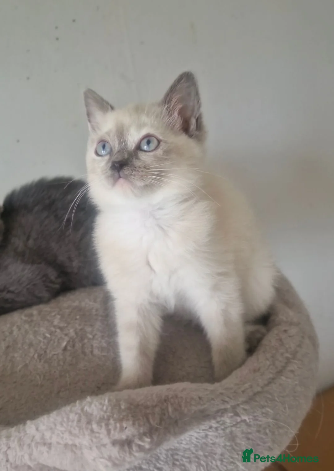 British Shorthair cats for sale: Beautiful colour point B-shorthair ready to lewve - Advert 2