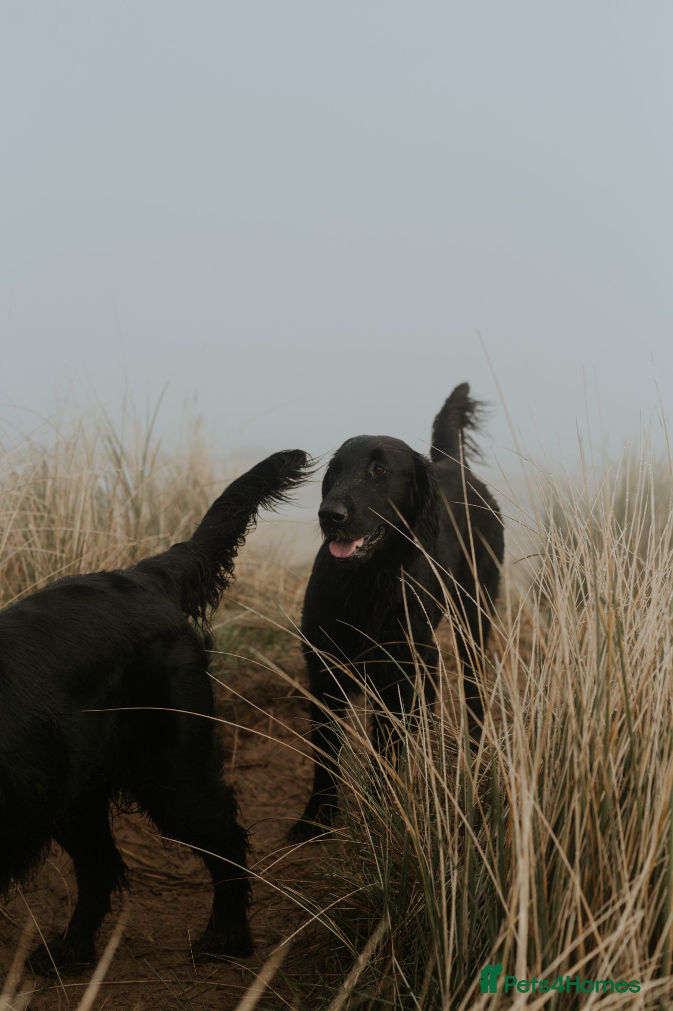 Flat coated Retriever dogs KC Reg Flat Coated Retrievers  - Advert 2
