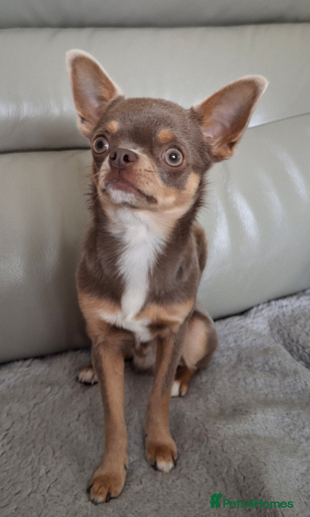 Chihuahua dogs for sale: Chihuahua Lilac & Tan Boy. - Image 8
