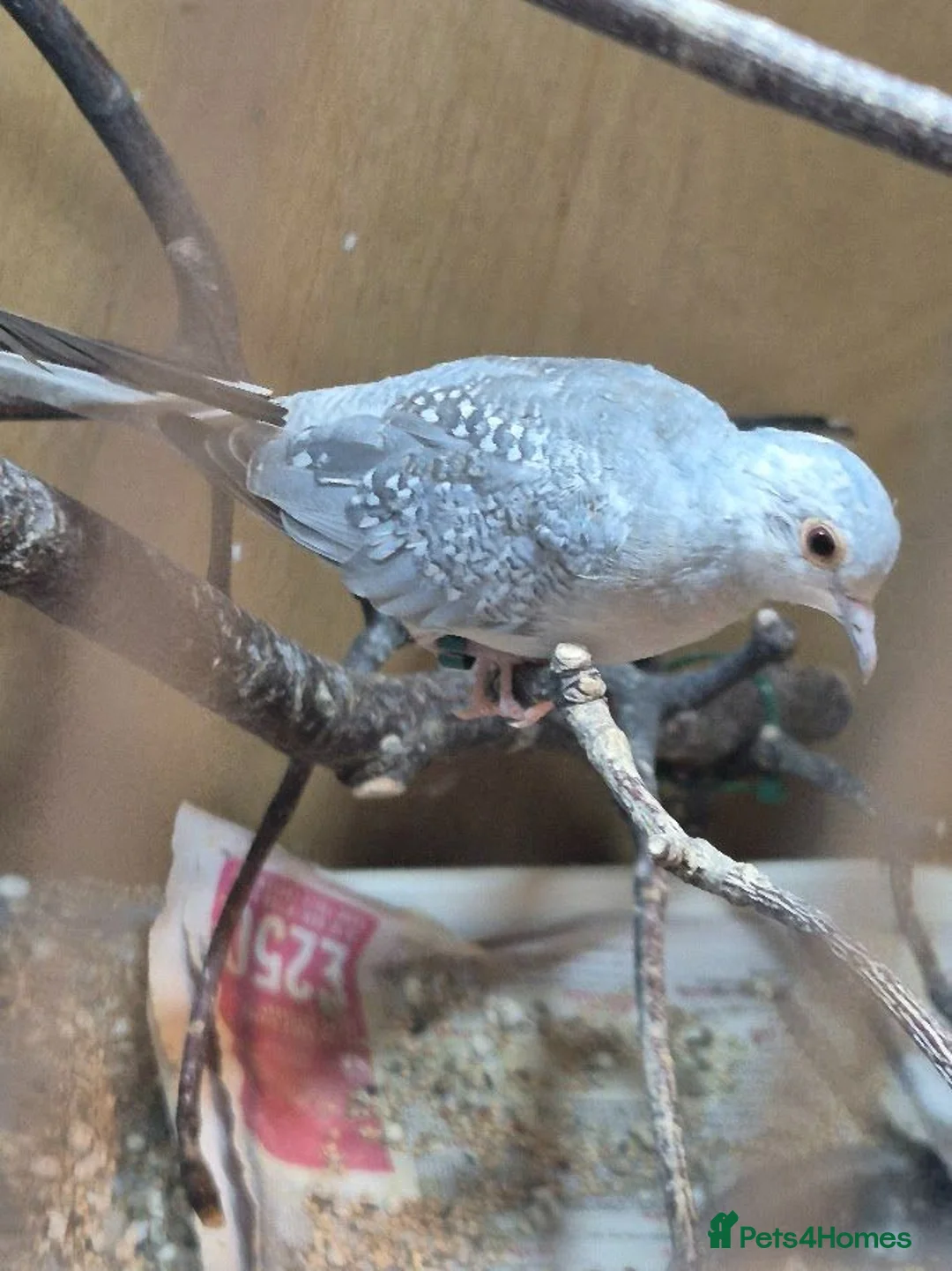Doves birds for sale: Various Young Diamond Doves - Advert 7