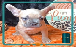 French Bulldog dogs for sale: Hello Pumpkin KC Frenchie Bulldogs A* Ready Soon! - Image 7