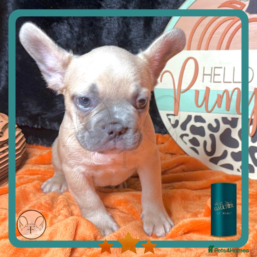 French Bulldog dogs for sale: Hello Pumpkin KC Frenchie Bulldogs A* Ready Soon! - Image 7