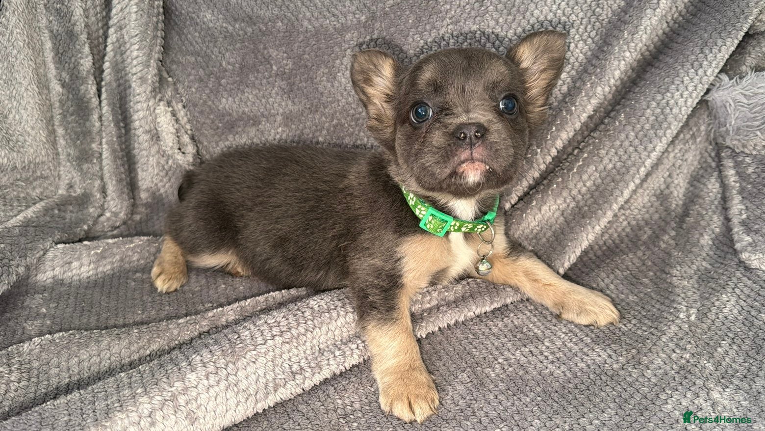 French Bulldog dogs Best in west mids.5 star super full fluffy litter - Advert 2