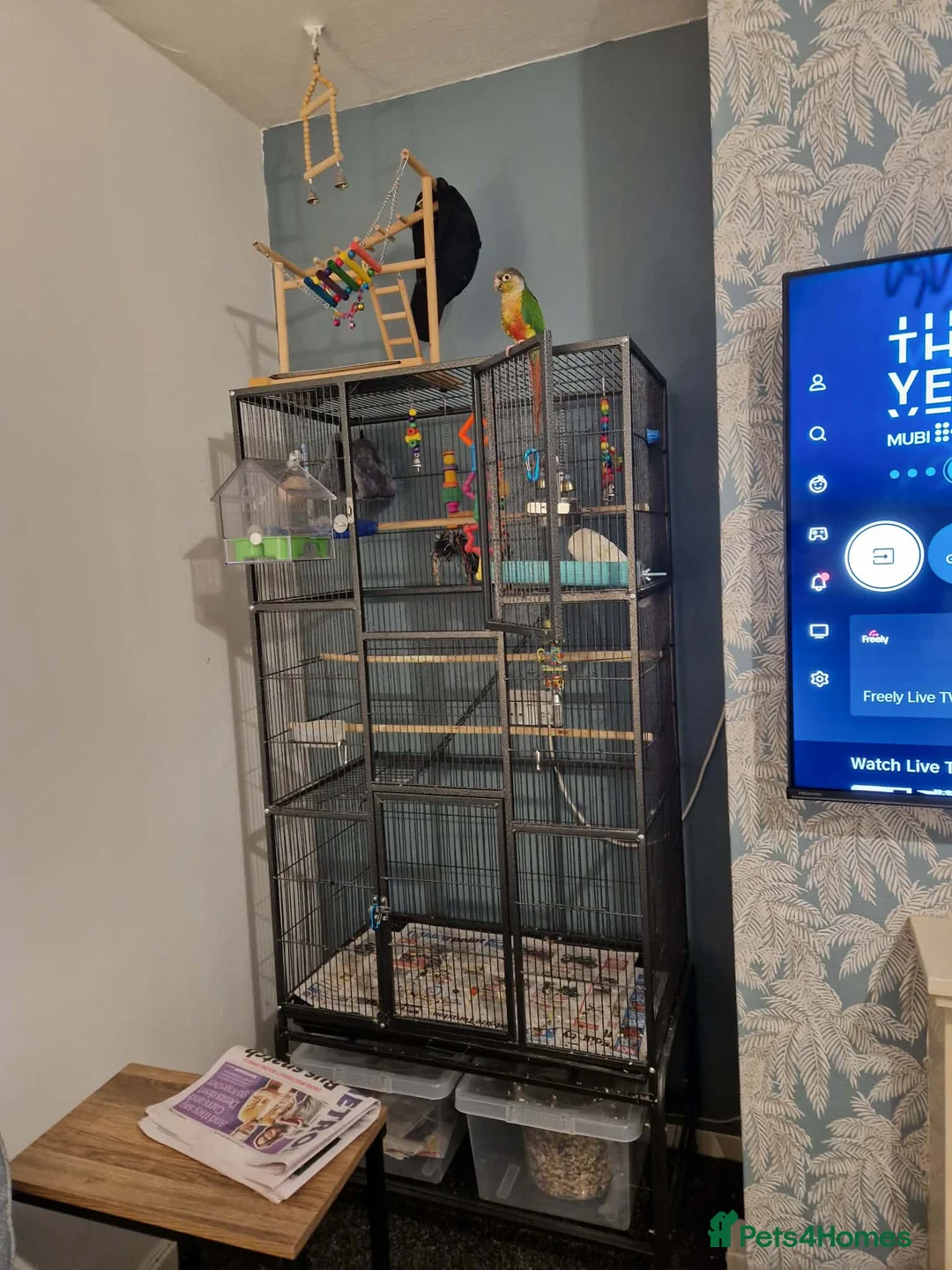 Conures birds for sale: Skittles 2 year old  - Advert 2