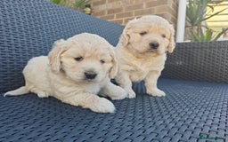 Mixed Breed dogs for sale: 🐾 Dakota Sports Retrievers 🐾 (Mini Retrievers)  - Image 1