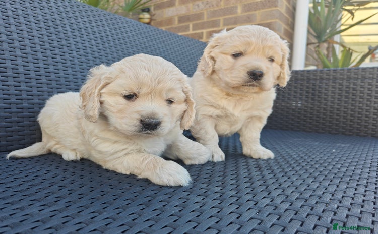 Mixed Breed dogs - Advert 3