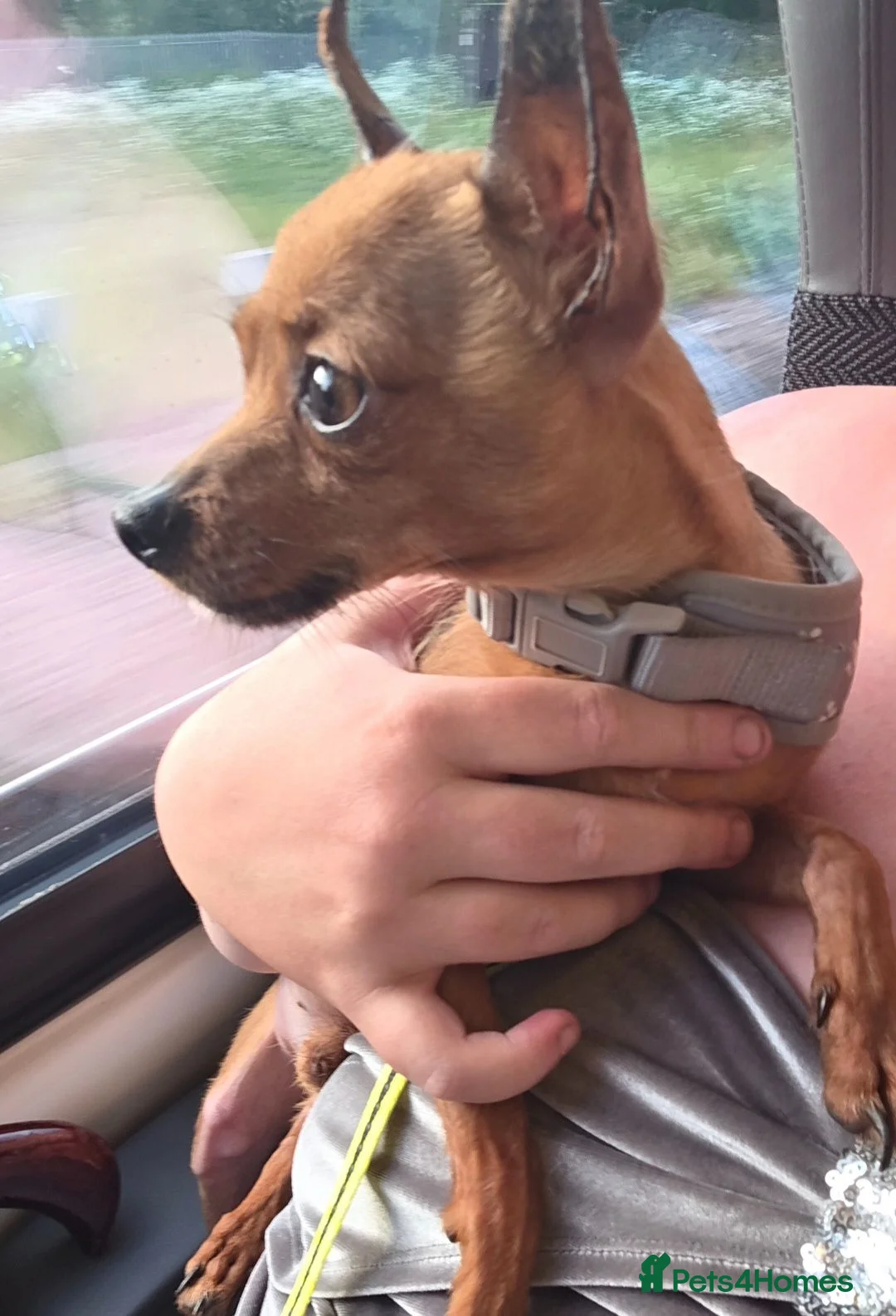 Chihuahua dogs for sale: Mini Milo the chihuahua  - Advert 2